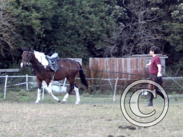 First time lunging Mia