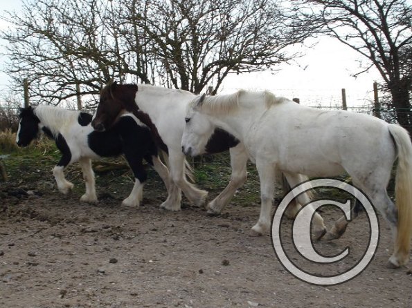 Willow Lance and Angel