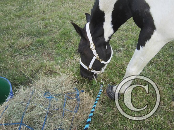 BRC Champs 2015 (18)