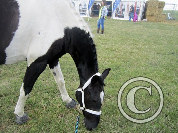 BRC Champs 2015 (23)