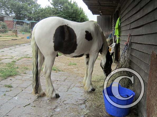 BRC Champs 2015 (31)