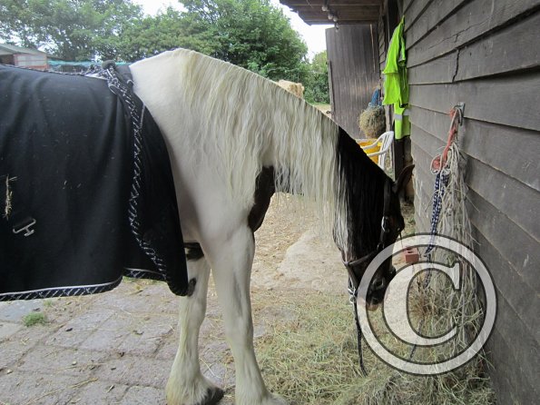 BRC Champs 2015 (36)