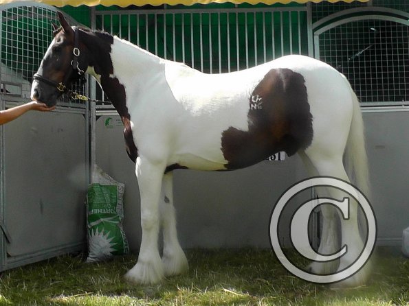 BRC Champs 2015 (71)