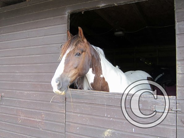 BRC Champs 2015 (79)