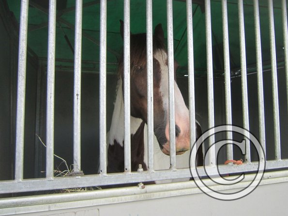 BRC Champs 2015 (80)