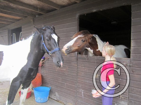 BRC Champs 2015 (89)