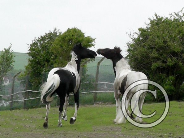 05-21-2016_160810(8)