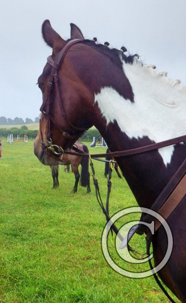 13652360_1331379686890620_4097980_n