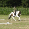 Dressage (1)