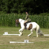 Dressage (10)