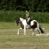 Dressage (11)
