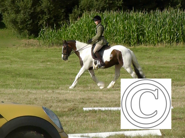 Dressage (2)