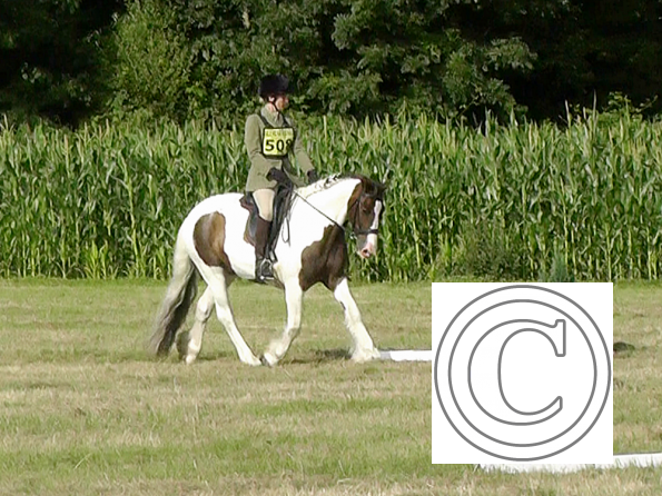 Dressage (3)