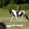 Dressage (4)