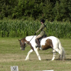 Dressage (5)