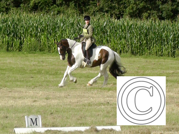 Dressage (6)