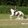 Dressage (7)