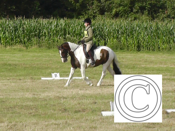 Dressage (8)
