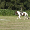 Dressage (9)