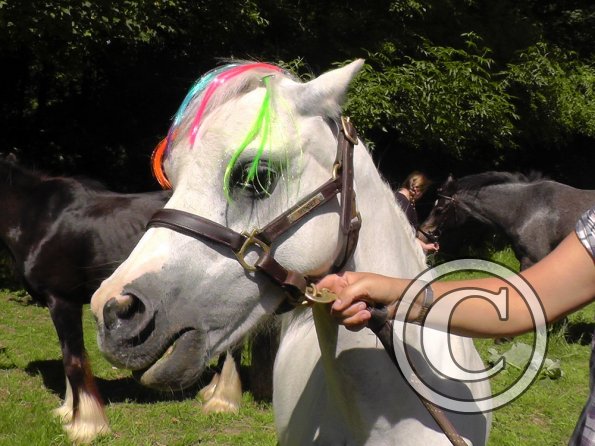 Yard show june 14 (9)