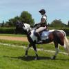 Dressage (1)