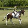 Dressage (2)