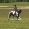 Dressage (4)