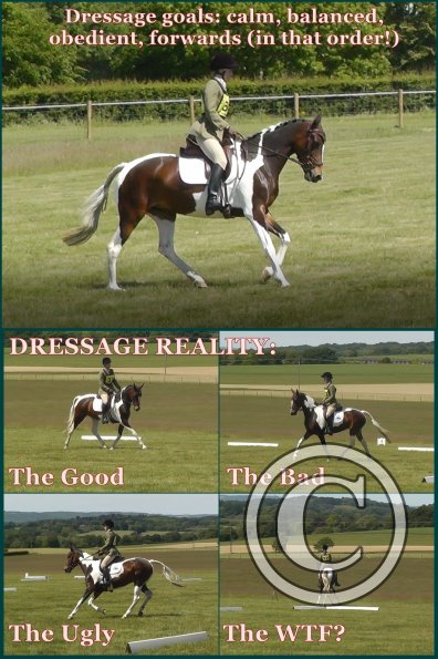 Dressage (6)