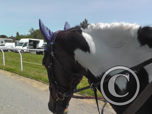 Ghost goes eventing (7)