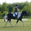 JD DRESSAGE 3