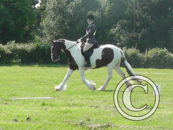 27 Anna-LAnce Dressage (2)