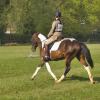 Dressage 2