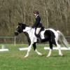 JD dressage (3)