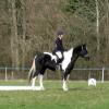 JD dressage (5)