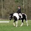 JD dressage (6)