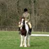 Lance dressage