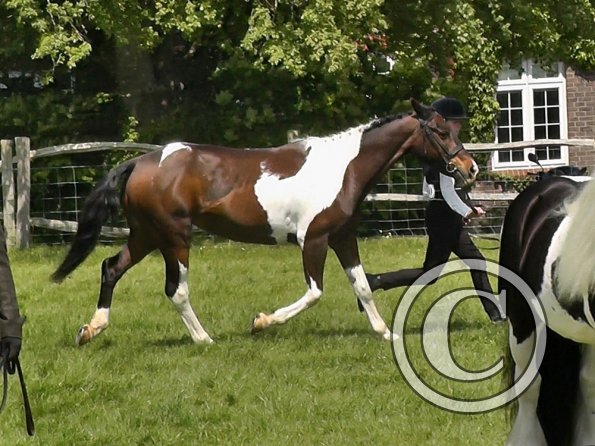 Mia Coloured Showing (2)