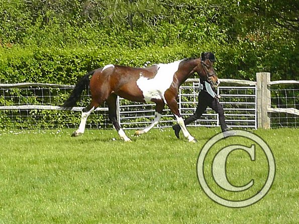 Mia Coloured Showing (4)