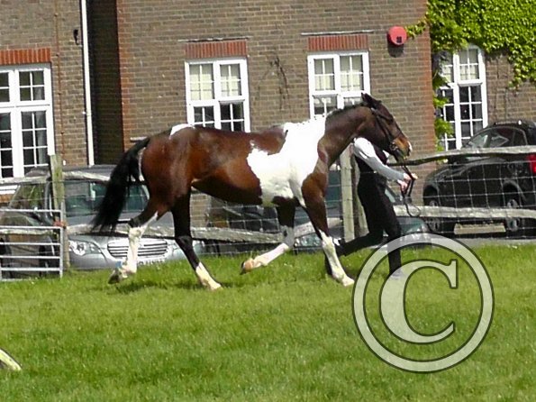 Mia Coloured Showing (5)