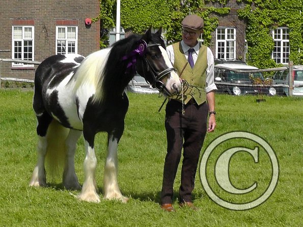 Sula Coloured Showing (1)