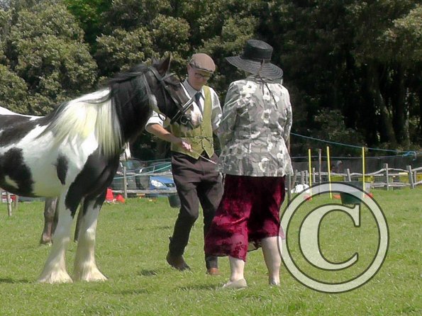 Sula Coloured Showing (10)