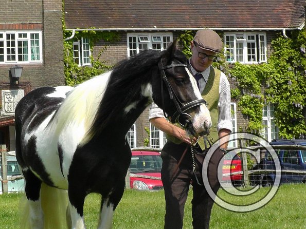 Sula Coloured Showing (11)