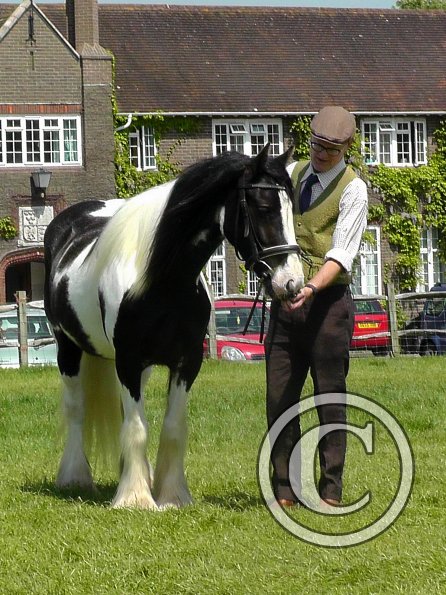 Sula Coloured Showing (12)