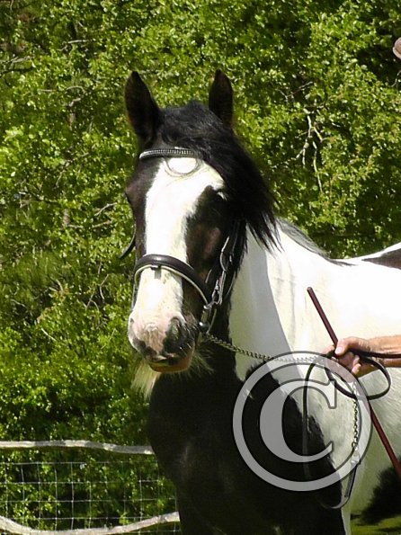 Sula Coloured Showing (13)