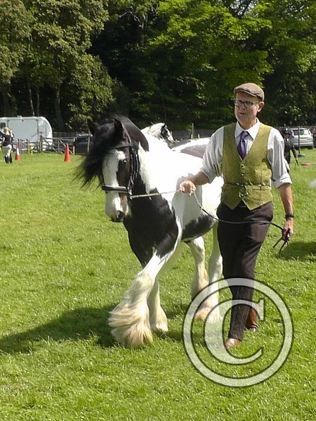 Sula Coloured Showing (3)