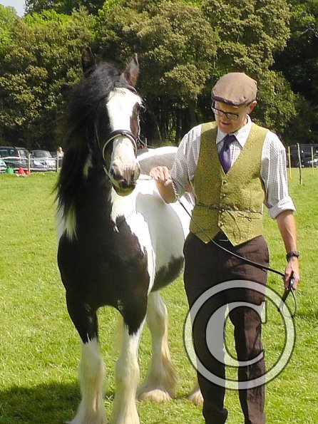 Sula Coloured Showing (4)