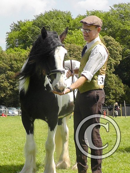 Sula Coloured Showing (5)