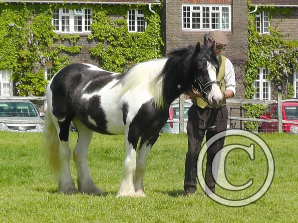 Sula Coloured Showing (6)