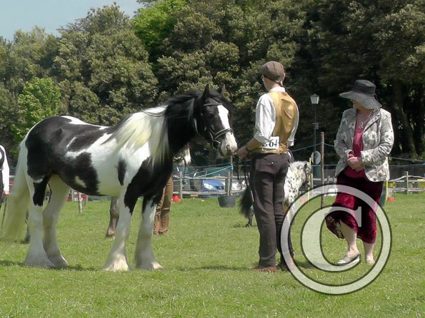 Sula Coloured Showing (9)