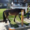 Appley amazing cross country pony (2)